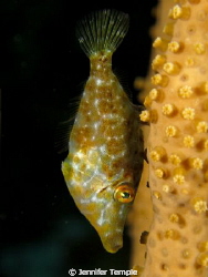Filefish. Roatan, Honduras. Canon S90 by Jennifer Temple 